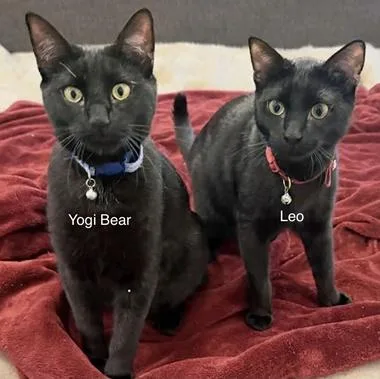 A baby medium-sized male Black Domestic Short Hair cat named Leoh & Yogibearh for adoption in North Highlands, CA