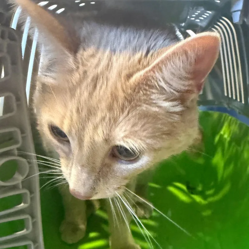 An adult medium-sized male Orange / Red Domestic Short Hair cat named Benjamin for adoption in Charlottesville, VA