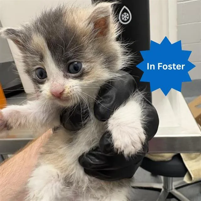 A baby small-sized female Domestic Short Hair cat named Paulann for adoption in Indianapolis, IN