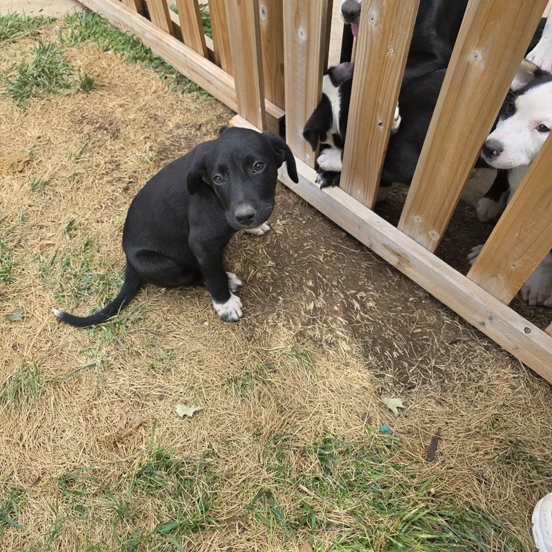 A baby medium-sized female Black German Shepherd Dog dog named Barley for adoption in Midland, TX