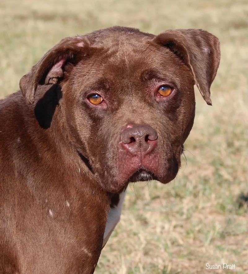 An adult medium-sized female Brown / Chocolate Pit Bull Terrier dog named Sera for adoption in Bedford, VA