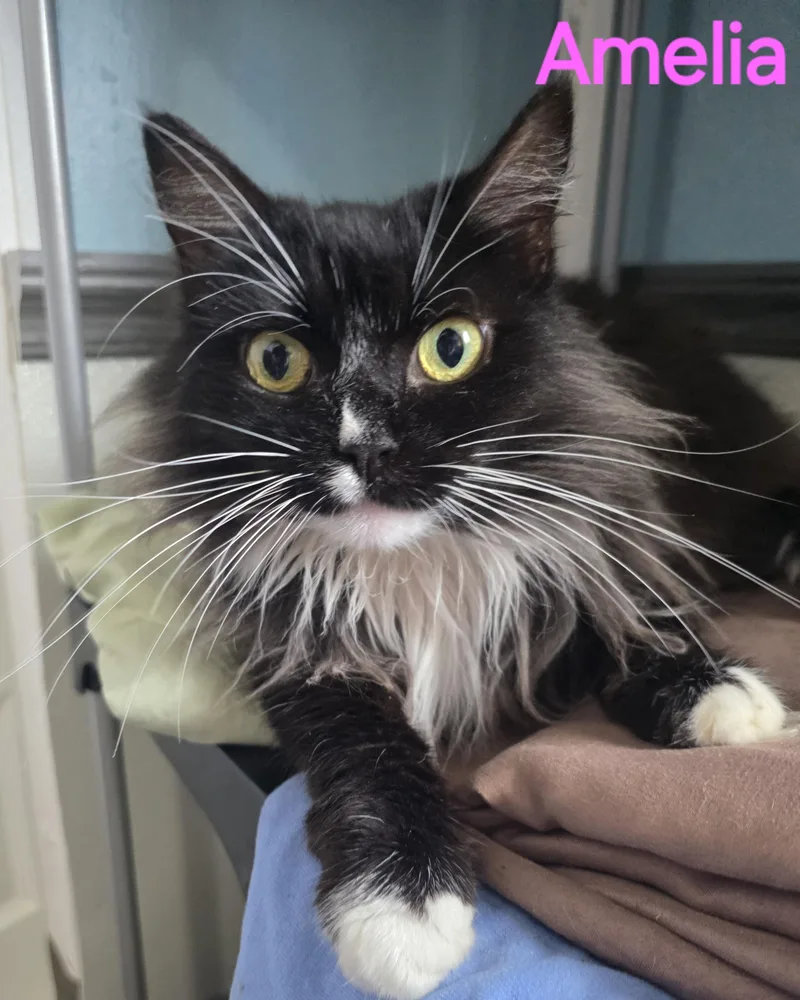 An adult large-sized female Ragdoll cat named Amelia for adoption in Spring Hill, FL