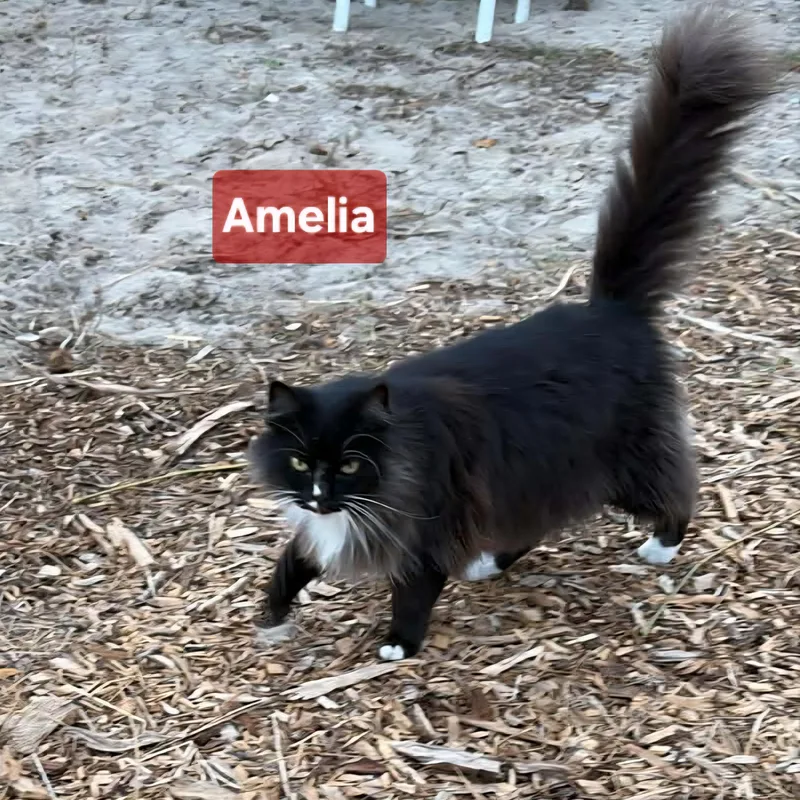 Amelia thumbnail 2