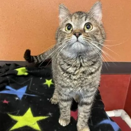 A young medium-sized female Tabby (Brown / Chocolate) Domestic Short Hair cat named Reba for adoption in Rochester, MN