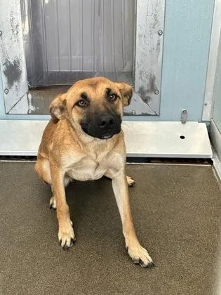 A baby small-sized female Black Mouth Cur dog named Ladybird for adoption in Fresno, CA