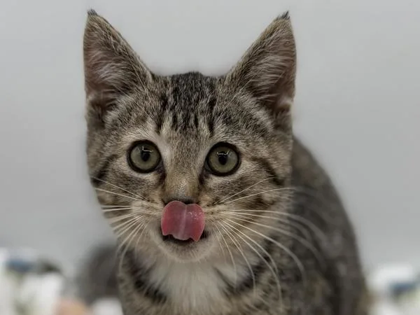 A baby small-sized female Domestic Short Hair cat named Kylie for adoption in Portland, OR