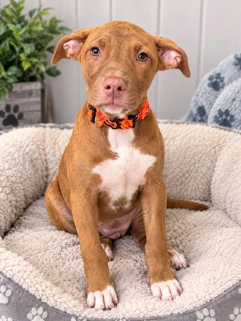 A baby medium-sized female Mixed Breed dog named Cola for adoption in Lutz, FL