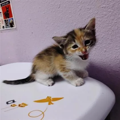 A baby small-sized female Orange / Red Domestic Short Hair cat named 61802655 for adoption in El Paso, TX