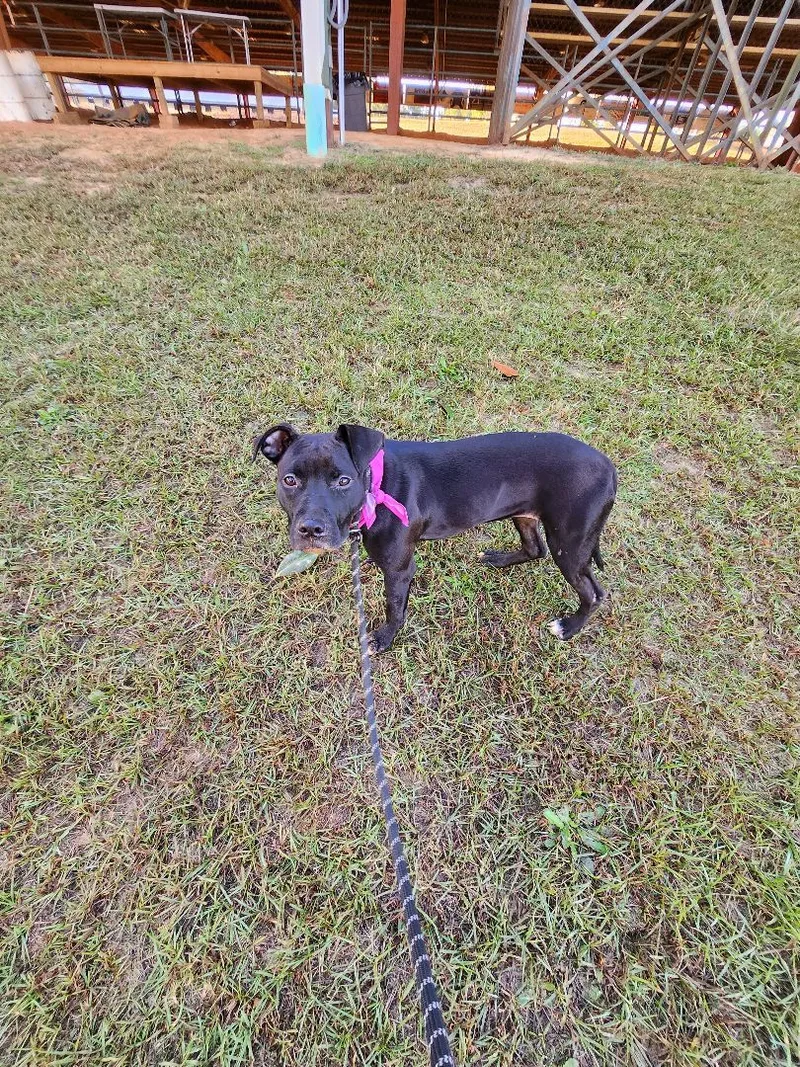 A young medium-sized female Black American Staffordshire Terrier dog named Mini Mouse for adoption in St. George, SC