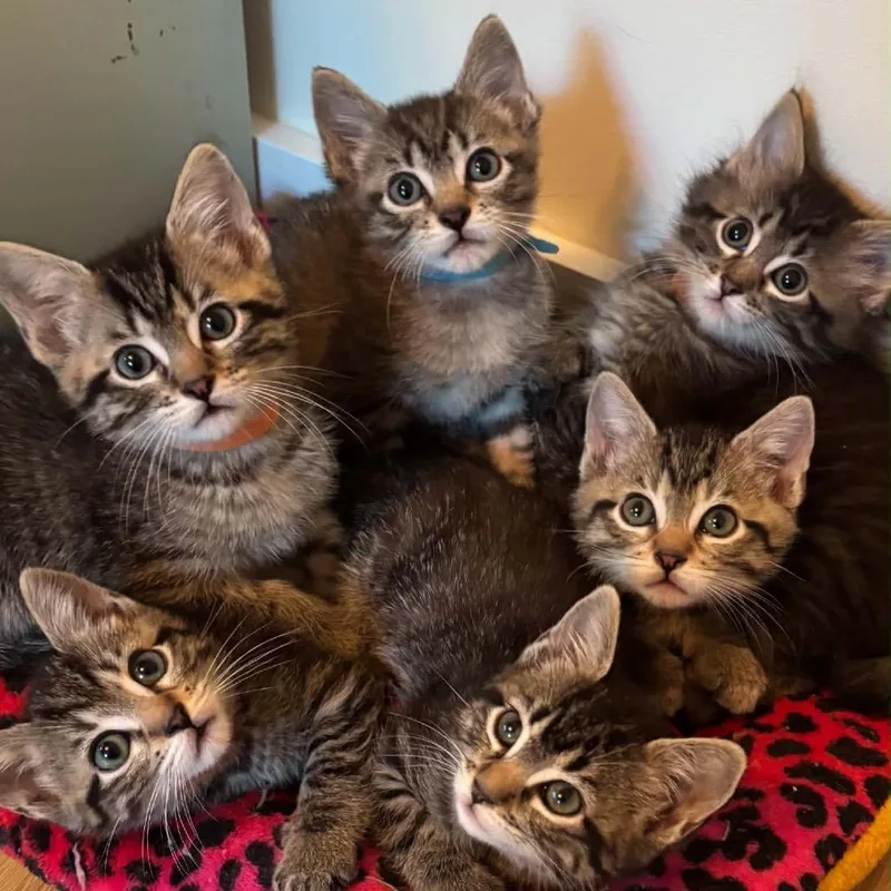 A baby small-sized female Domestic Short Hair cat named Jupiter for adoption in Hannibal, MO