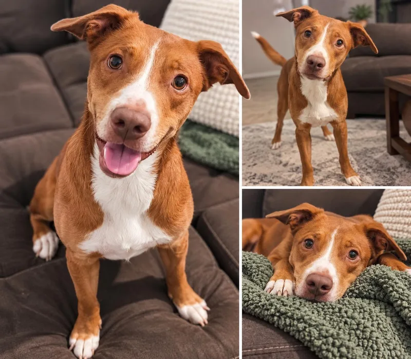 A young medium-sized male Red / Chestnut / Orange Australian Shepherd dog named Copper for adoption in Dale, TX