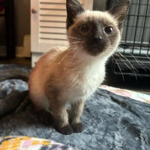 A baby small-sized female Buff / Tan / Fawn Domestic Short Hair cat named Limoncello for adoption in Hudsonville, MI