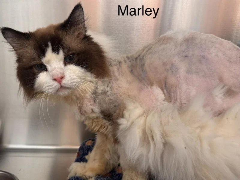 Marley
