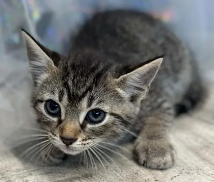 An adult small-sized female Domestic Short Hair cat named Chunky Monkey for adoption in Shreveport, LA