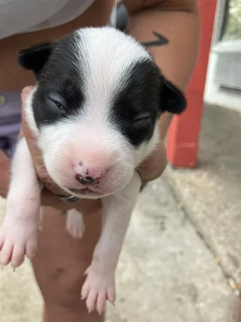 A baby medium-sized female Mixed Breed dog named Tulip for adoption in Dallas, TX