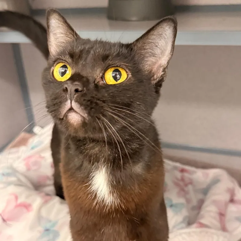 An adult medium-sized female Domestic Short Hair cat named Calista Jane for adoption in Evansville, IN