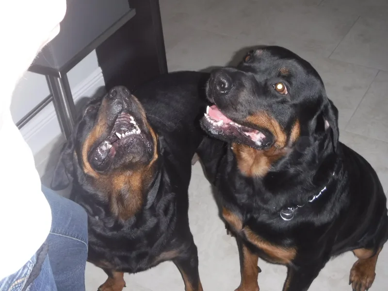 Coco And Chanel