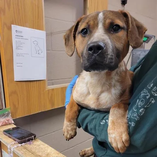 A young medium-sized female Brown / Chocolate Mixed Breed dog named Waffles for adoption in Tacoma, WA