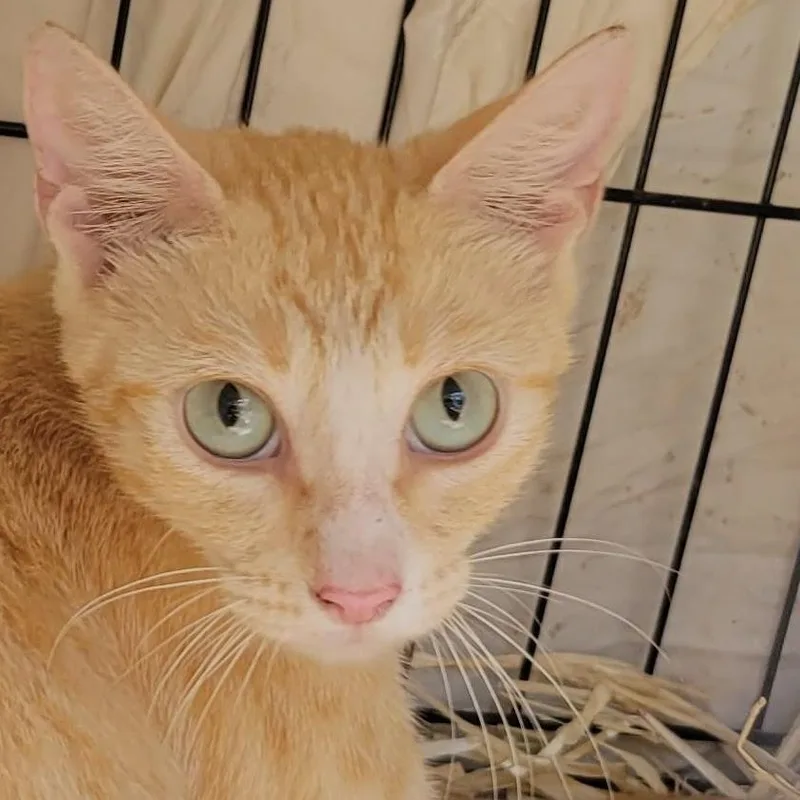 An adult medium-sized female Orange / Red Domestic Short Hair cat named Momma Mia for adoption in Houston, TX