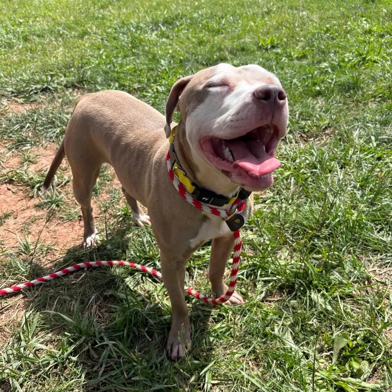 An adult medium-sized female Yellow / Tan / Blond / Fawn Pit Bull Terrier dog named Indie for adoption in York, PA