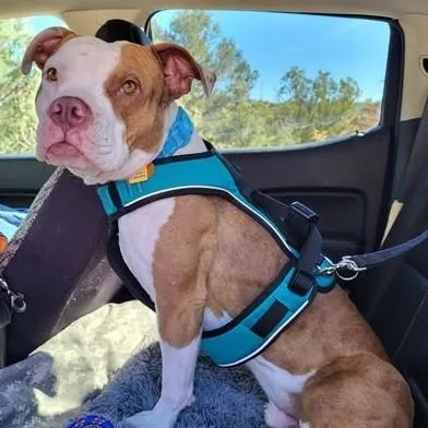 A young medium-sized male American Bulldog dog named Henry for adoption in Chino valley, AZ