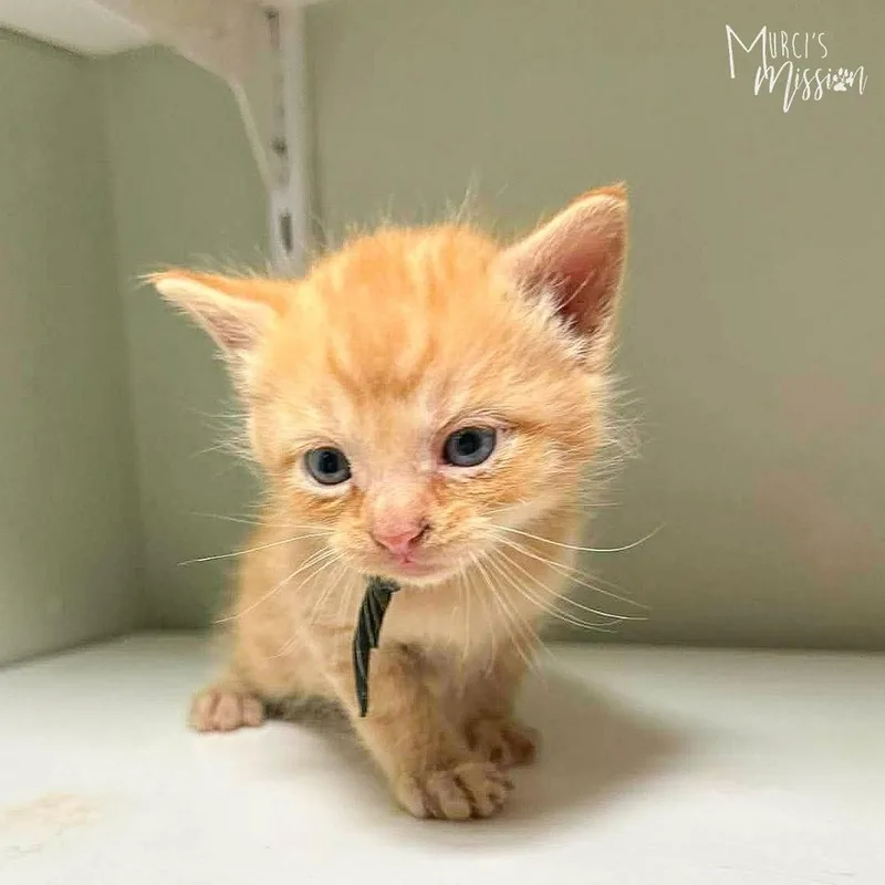 A baby medium-sized male Tabby (Orange / Red) Domestic Short Hair cat named Ember for adoption in Spokane , WA