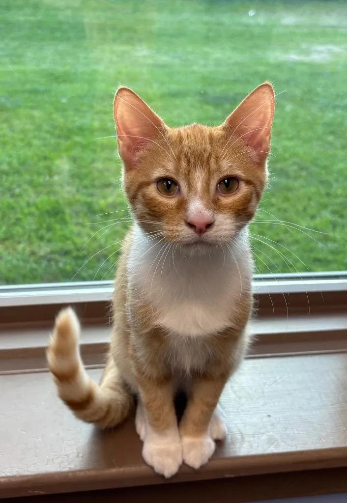 A baby medium-sized male Domestic Short Hair cat named Carl for adoption in Little Rock, AR
