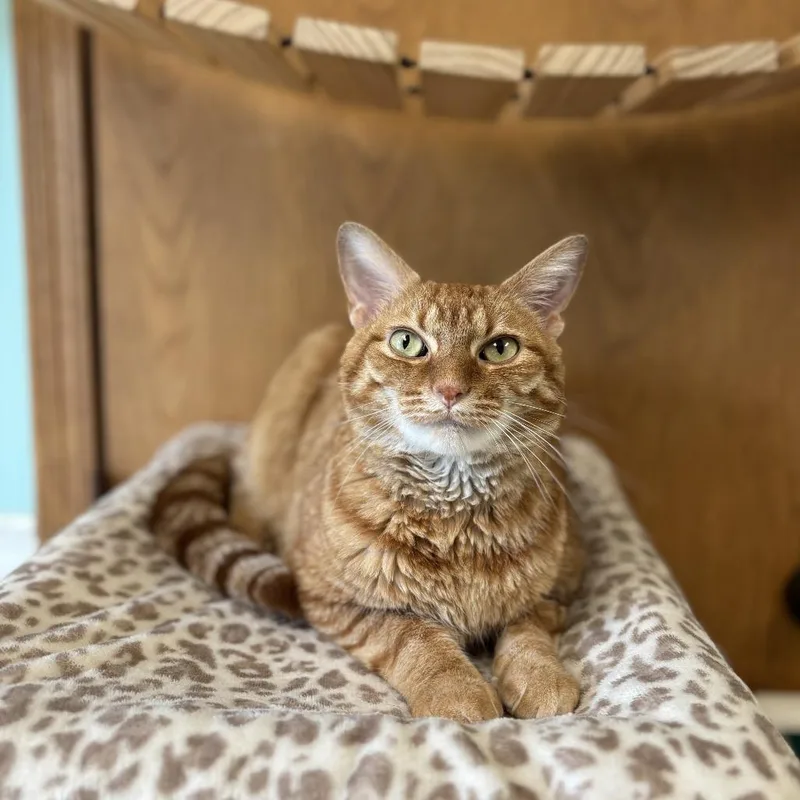 An adult large-sized male Orange / Red Domestic Short Hair cat named Blt for adoption in Fargo, ND