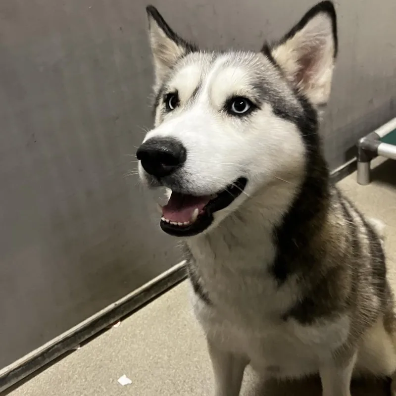 An adult medium-sized female Gray / Blue / Silver Mixed Breed dog named Valkyrie for adoption in Waukesha, WI