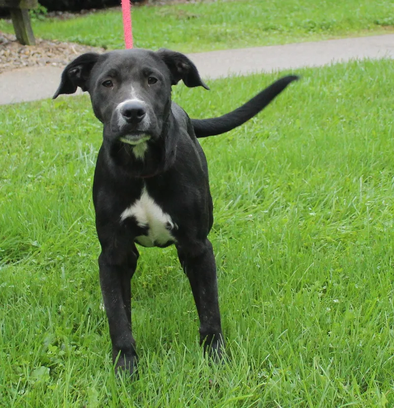A young medium-sized male Labrador Retriever dog named Pickles for adoption in Heath, OH
