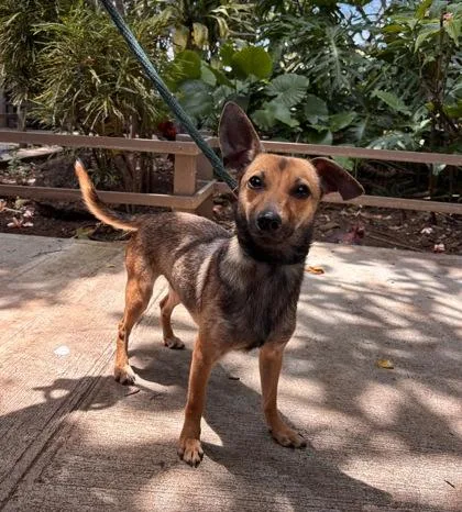 A young small-sized female Terrier dog named Roxy for adoption in Honolulu, HI