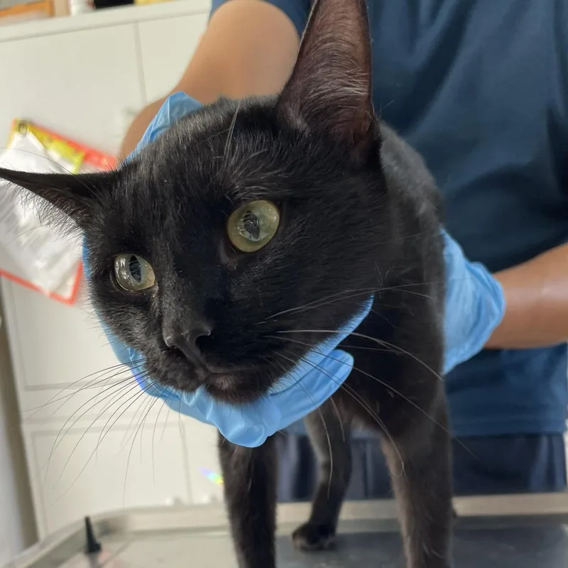 A young medium-sized female Black Domestic Short Hair cat named Salem for adoption in Chapel Hill, NC