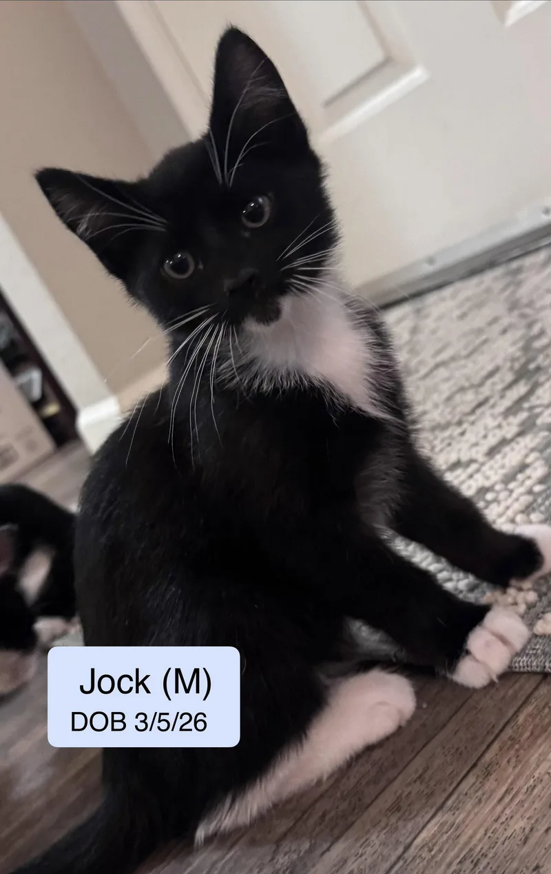 Jock