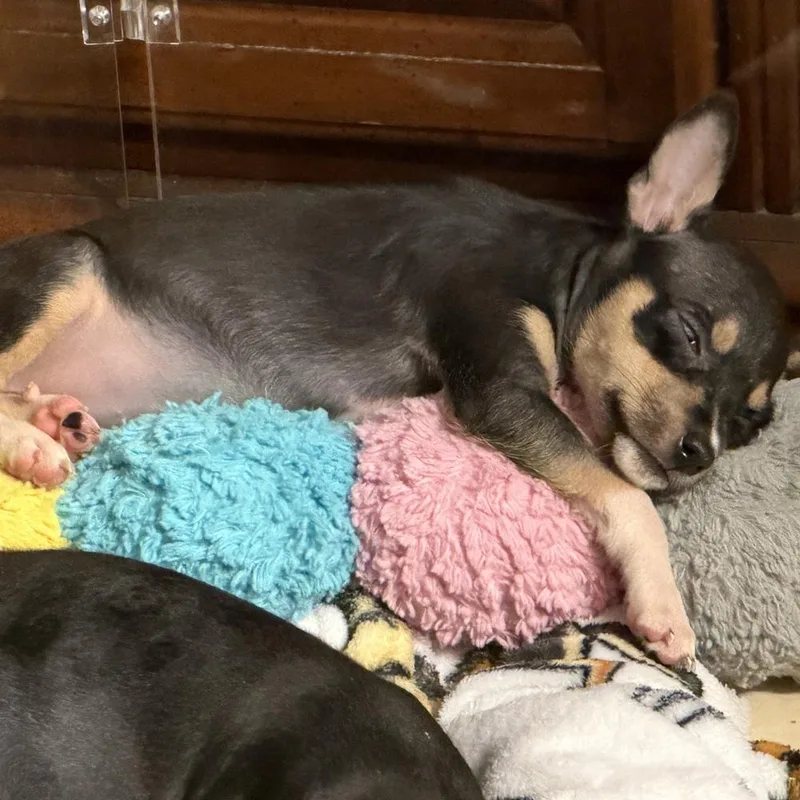 A baby small-sized female Brown / Chocolate Rat Terrier dog named Chevy for adoption in Orlando, FL