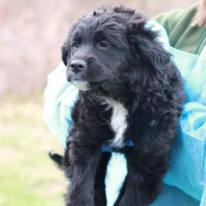 Ct Curly thumbnail 4