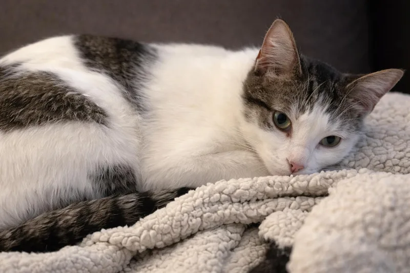 A baby medium-sized male Tabby (Gray / Blue / Silver) Domestic Short Hair cat named Sherman for adoption in Liverpool, TX