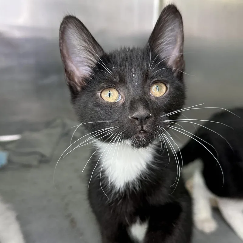 A baby small-sized male Black Domestic Short Hair cat named Magna for adoption in Matteson, IL