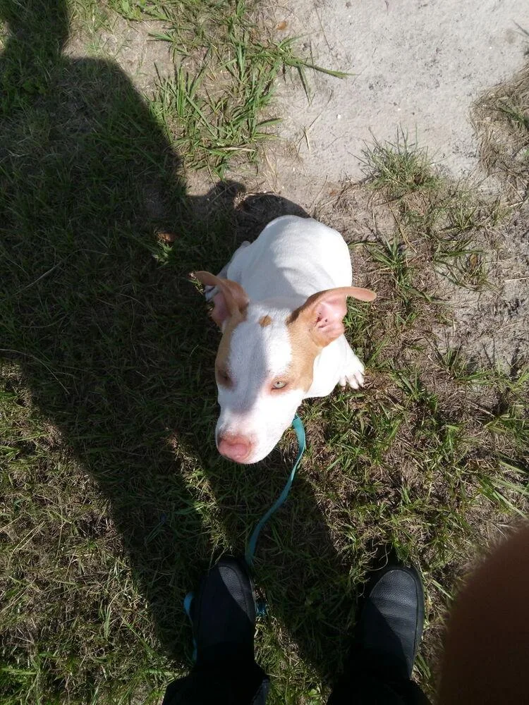 A young medium-sized male Pit Bull Terrier dog named Timmy for adoption in Crescent City, FL