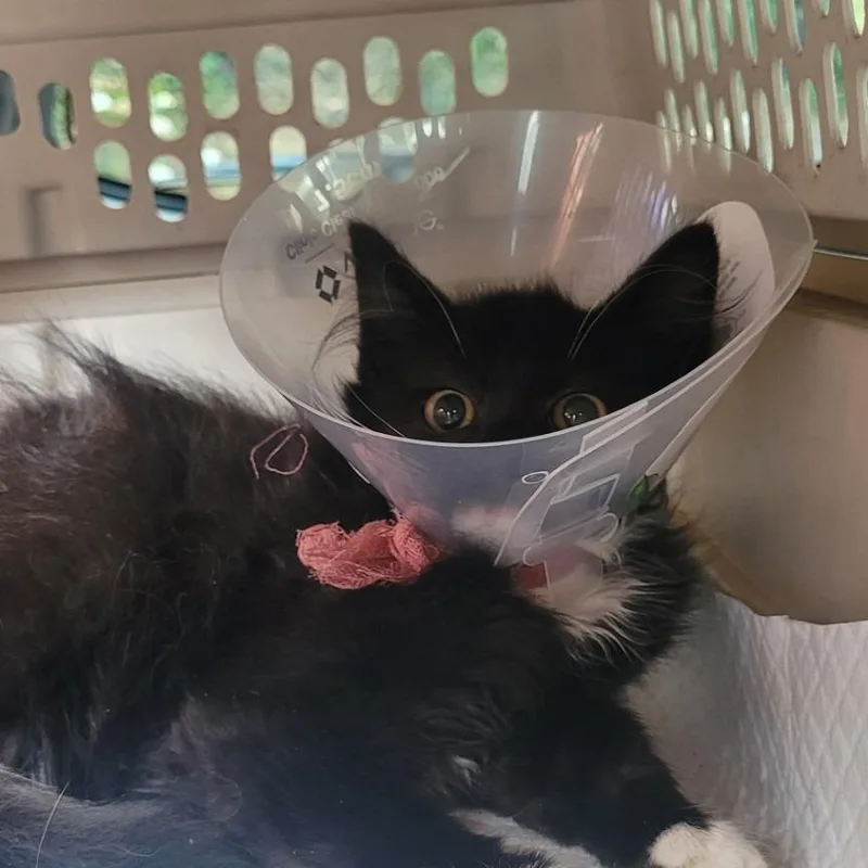 A baby small-sized male Black Domestic Medium Hair cat named Lex for adoption in Coos Bay, OR