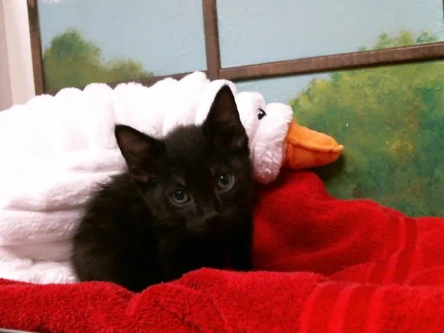A baby small-sized male Domestic Short Hair cat named Kato for adoption in Houston, TX