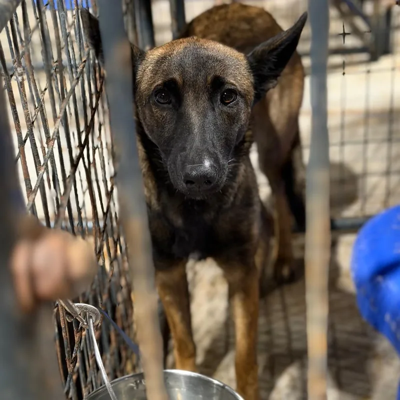 An adult medium-sized female Red / Chestnut / Orange Belgian Shepherd / Malinois dog named Princess for adoption in Fort Smith, AR