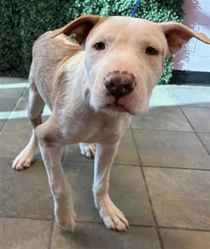 A baby medium-sized male White / Cream Pit Bull Terrier dog named Bulgogi for adoption in El Paso, TX