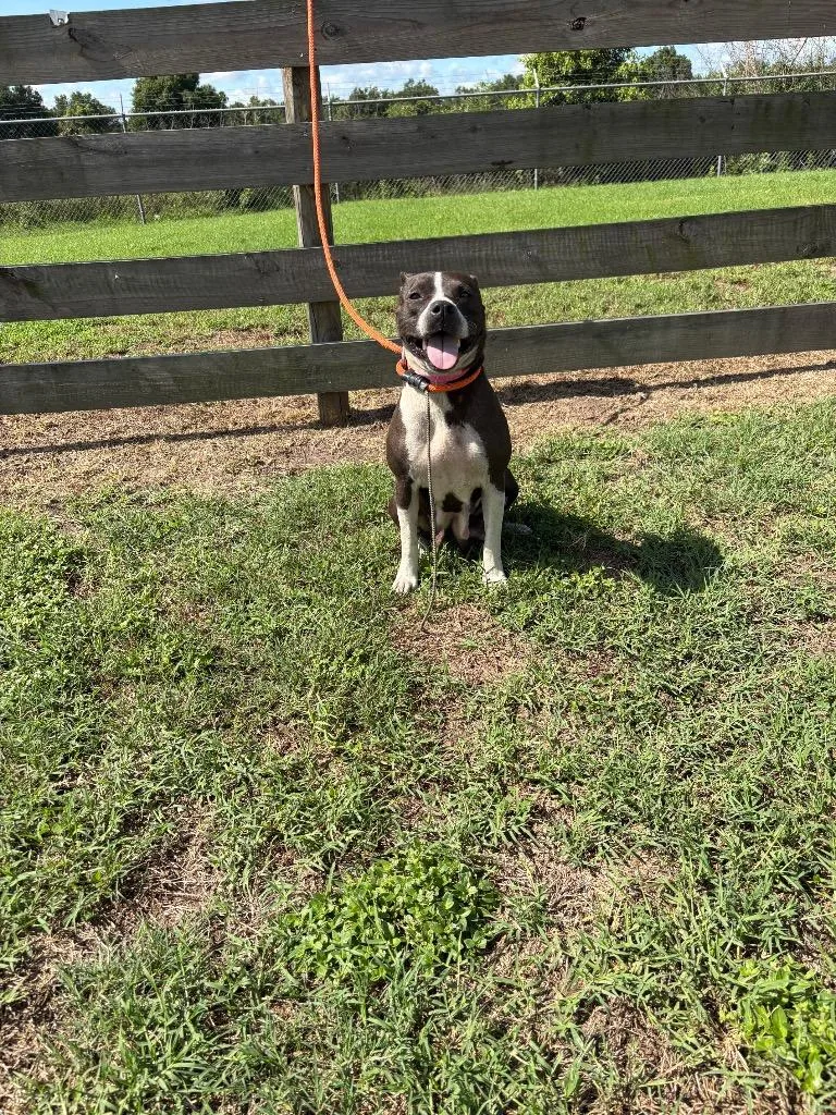 A young medium-sized female Terrier dog named Aero for adoption in Wauchula, FL