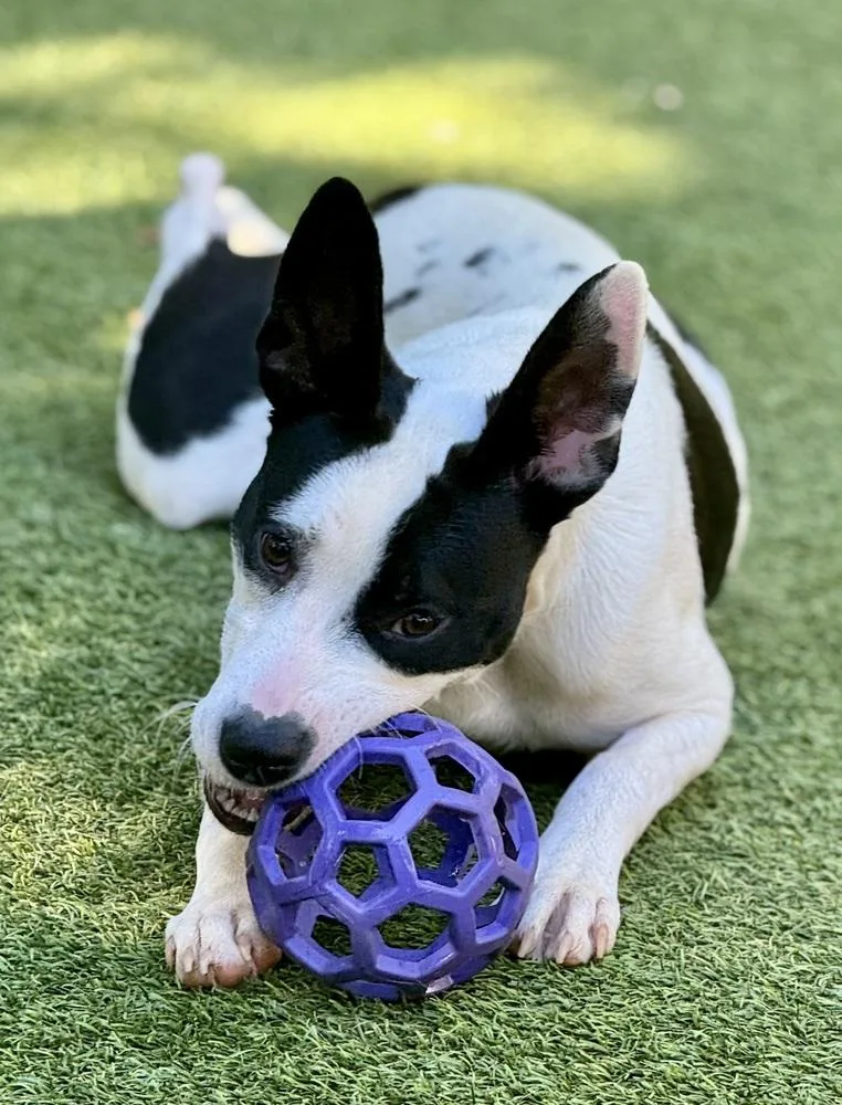 An adult medium-sized female Mixed Breed dog named Jane Goodall for adoption in Dunwoody, GA