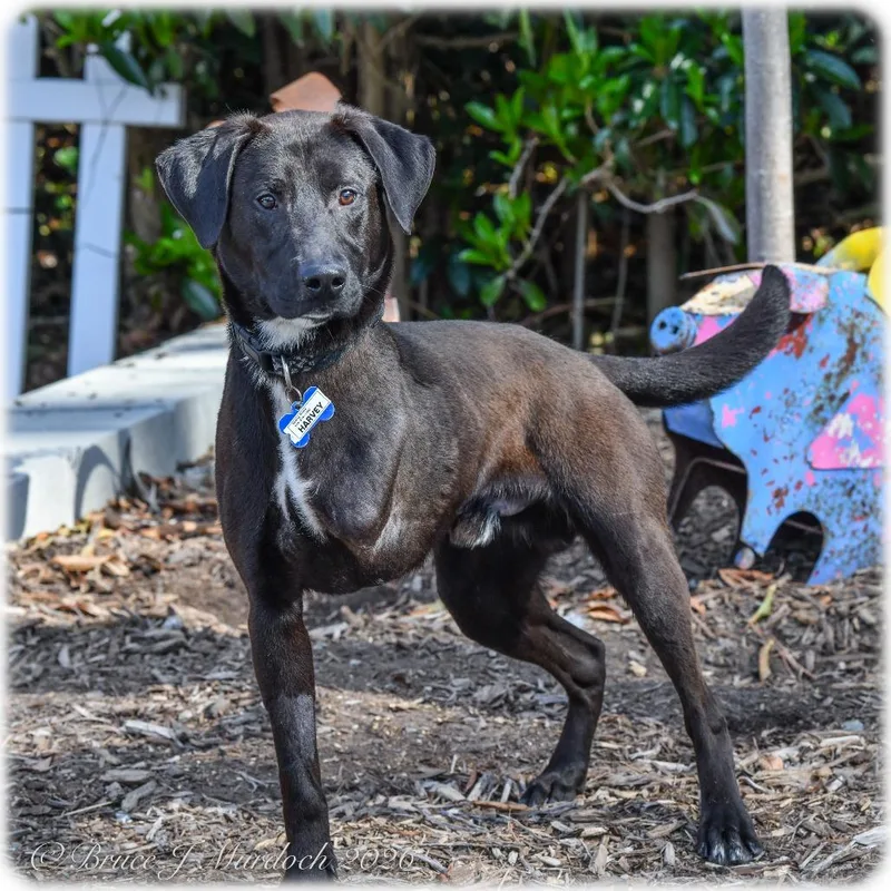 An adult medium-sized male Black Labrador Retriever dog named Harvey for adoption in Wake Forest, NC