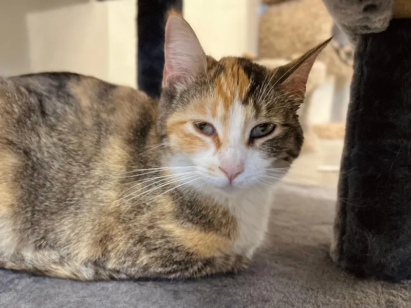 An adult medium-sized female Torbie Domestic Short Hair cat named Beth for adoption in Boise, ID