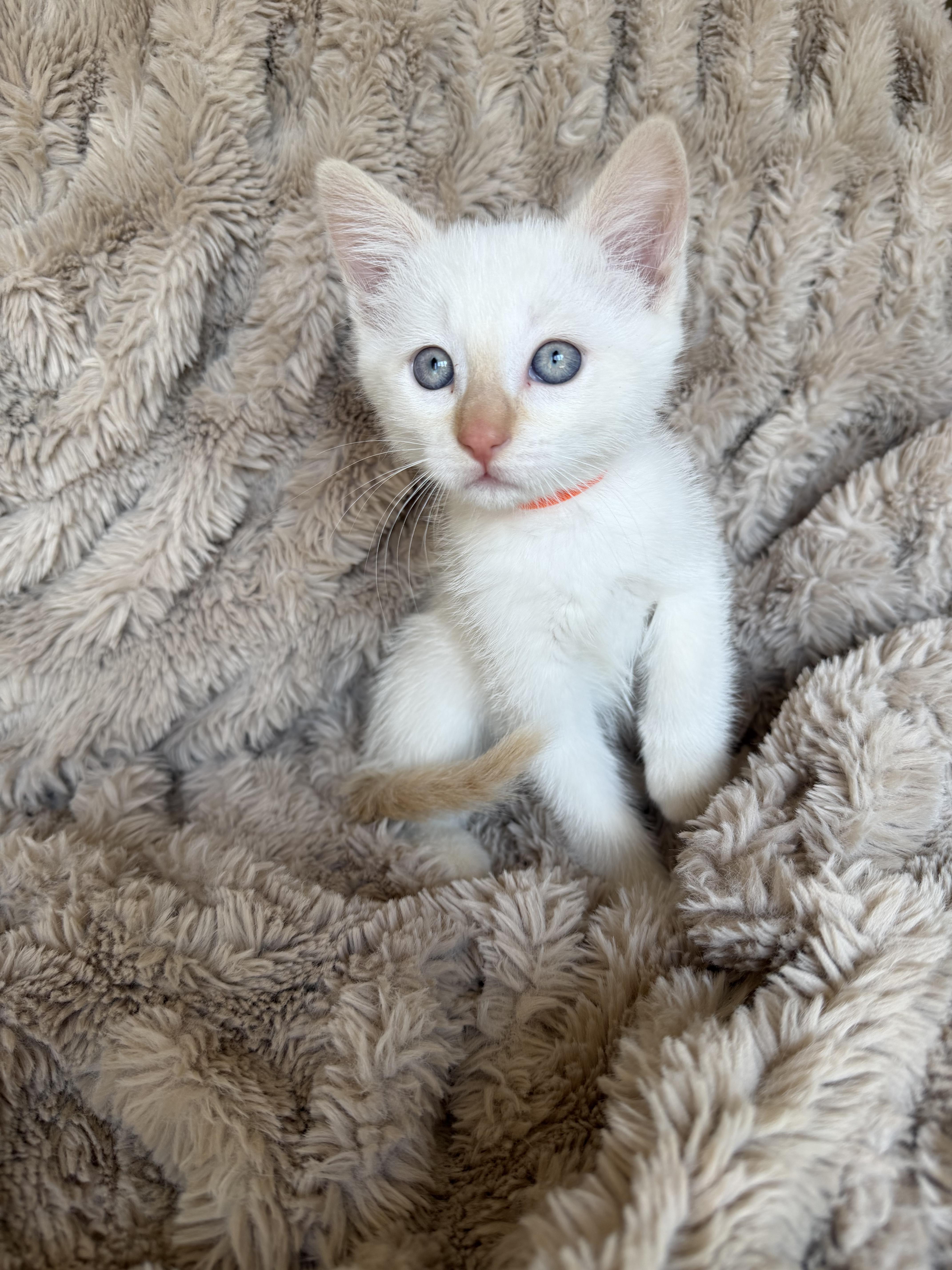 Tom