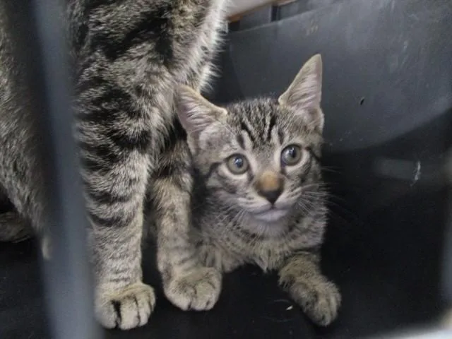 A baby small-sized male Domestic Short Hair cat named Grogu for adoption in Ocala, FL