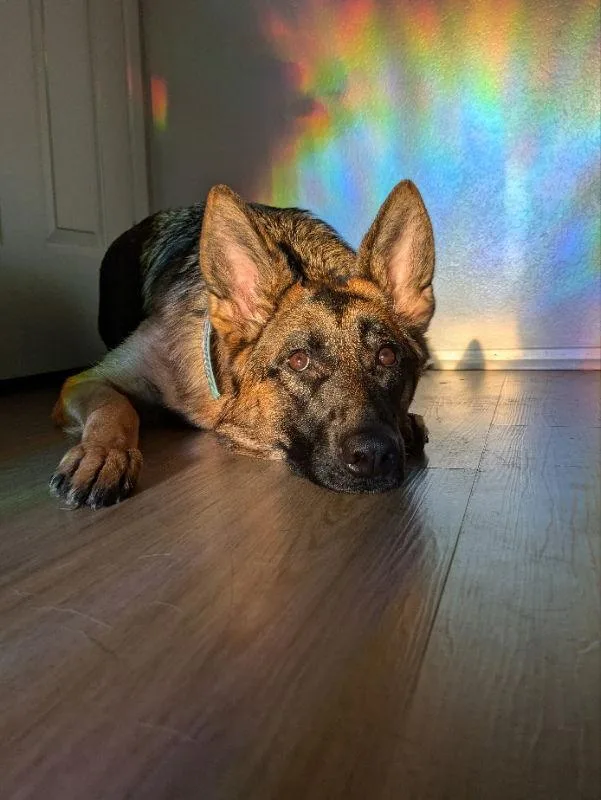 A young large-sized female German Shepherd Dog dog named Athena for adoption in San Diego, CA