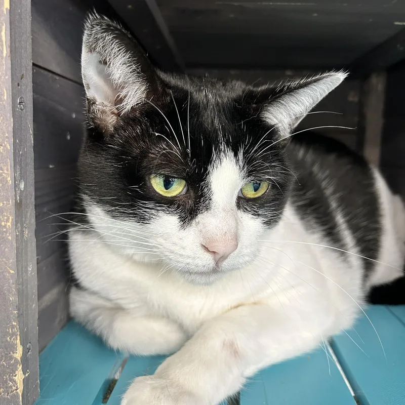 An adult large-sized female Domestic Short Hair cat named Marge for adoption in Grand Rapids, MI